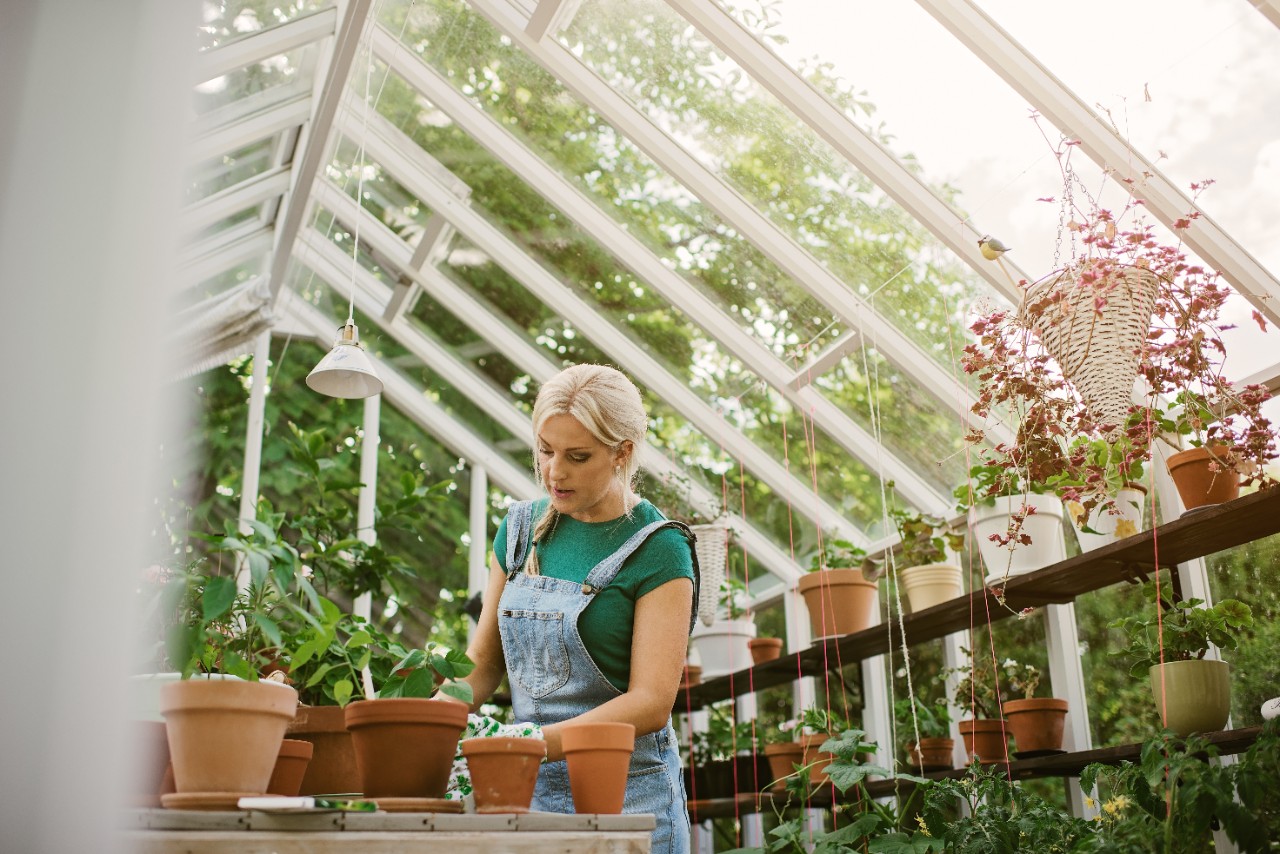 Woman gardening in greenhouse replanting plant